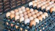 Why Poultry Farmers In Telangana Are Losing Money As Egg Prices Drop Nearly 50 Percent