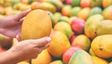 Hyderabad Mango Crackdown: 2 Traders Held, 7 Tonnes of Suspected Chemically Ripened Fruit Seized