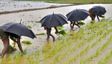 India Likely To Face Weak Monsoon In 2026 as IMD Forecasts Below-Normal Rainfall