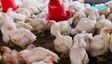 Can Loud Music Kill? 140 Chickens Die After Wedding DJ Blasts Sound In UP