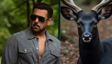Why Salman Khan Has Moved Delhi High Court Against Kala Hiran: The Battle for Legacy