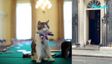 Meet Larry, The Cat Of 10 Downing Street Who Has Seen Six PMs Come And Go; Now He Awaits A Seventh