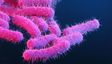 Kerala Battles Shigella Outbreak and Suspected Nipah Case
