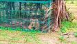 Tiger Found Trapped in Farm Near Nagarahole Buffer Zone in Hunsur After Weeks of Sightings