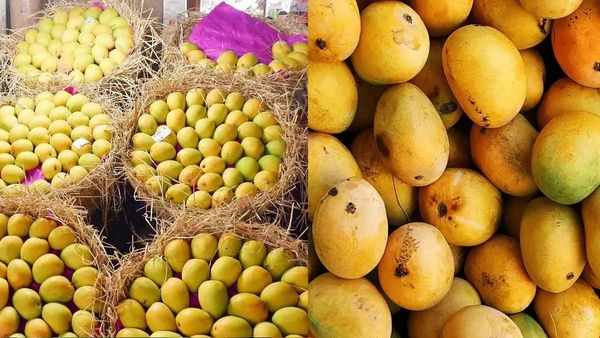 After 20 Years, Japan Halts Indian Mango Imports Over Concerns Linked To Fruit Fly Prevention Measures