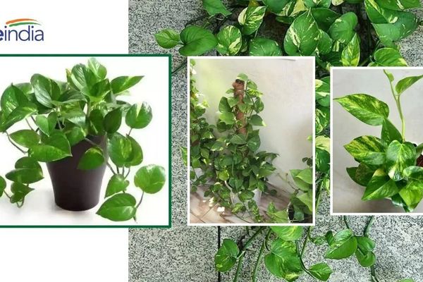 Money Plant Vastu Tips: ઘરમાં મની પ્લાન્ટ રાખવાના નિયમો, સાવધાન નહીં રહો તો થઇ જશો કંગાળ