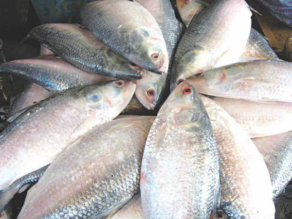 এশিয়ার অন্যতম বৃহৎ মৎস্যবন্দর