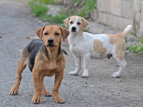  চোখ আর বুকে আঁচর