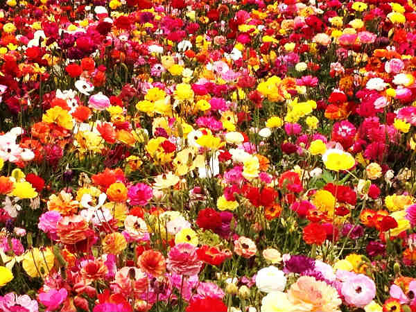 বাংলা বাংলা