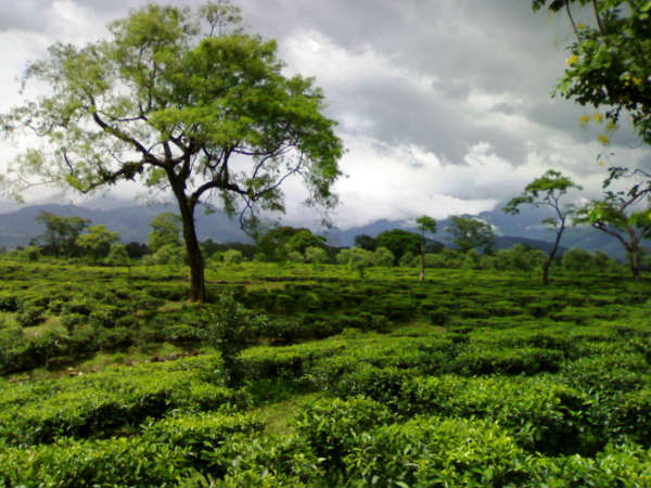 চামুর্চি চামুর্চি