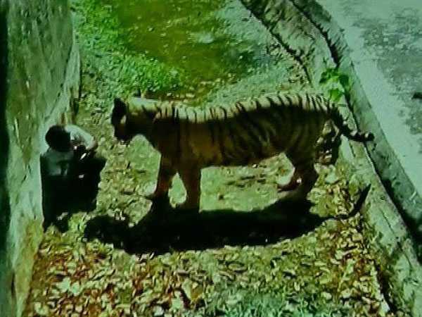 দিল্লি চিড়িয়াখানায় খাঁচায় পড়ে সাদা বাঘের আক্রমণে প্রাণ হারাল কিশোর দিল্লি চিড়িয়াখানায় খাঁচায় পড়ে সাদা বাঘের আক্রমণে প্রাণ হারাল কিশোর