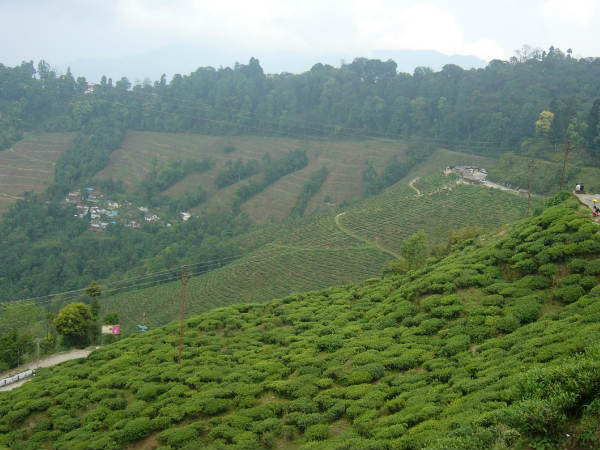 পেডং পেডং