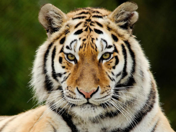  করোনায় কাবু বাঘও