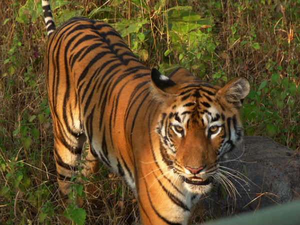 সিমলিপাল