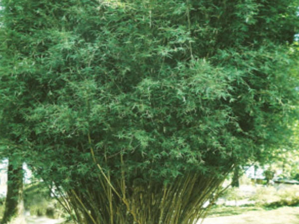 জওহরলাল নেহরু বোটানিক্যাল গার্ডেন