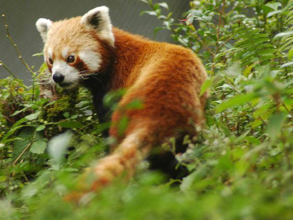 হিমালয়ান জুলজিক্য়াল পার্ক