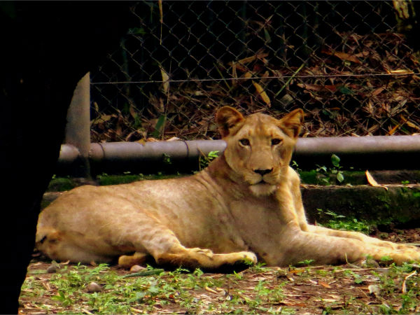 টাটা স্টিল জুলজিক্যাল পার্ক টাটা স্টিল জুলজিক্যাল পার্ক