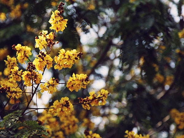 বীরসা-মুণ্ডা পার্ক বীরসা-মুণ্ডা পার্ক