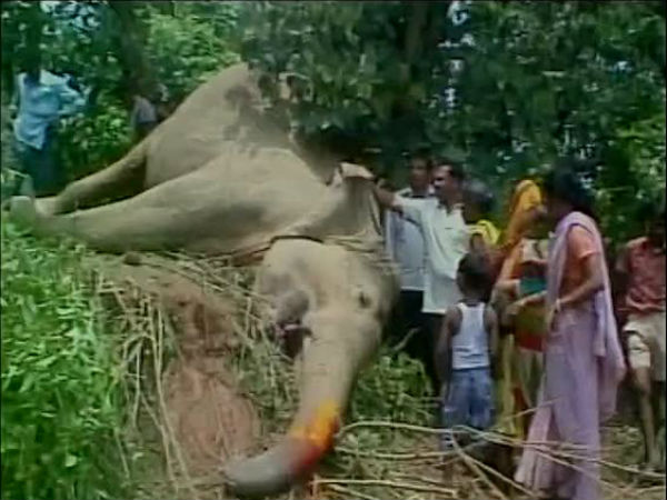 বিদ্যুৎস্পৃষ্ট হাতি বিদ্যুৎস্পৃষ্ট হাতি