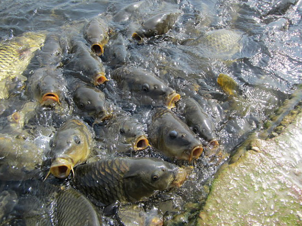 মানসর লেক মানসর লেক