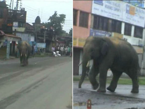 ঘরছাড়া হাতি