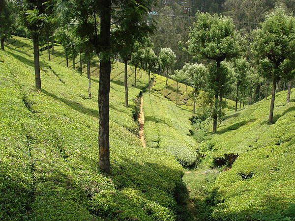 কুন্নুর, তামিলনাড়ু