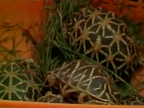 বিরল প্রজাতির কচ্ছপ উদ্ধার