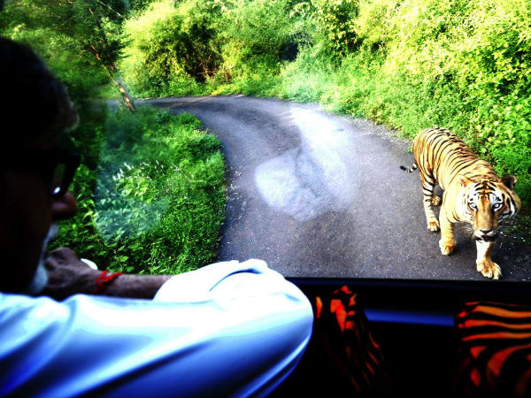 বাঘের ব্র্যান্ড অ্যাম্বাসডর বাঘের ব্র্যান্ড অ্যাম্বাসডর