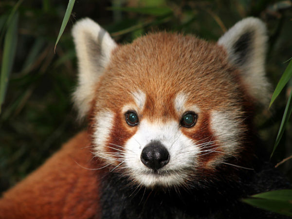 দার্জিলিং চিড়িয়াখানা