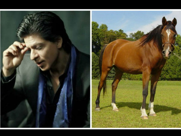 শাহরুখ খান শাহরুখ খান