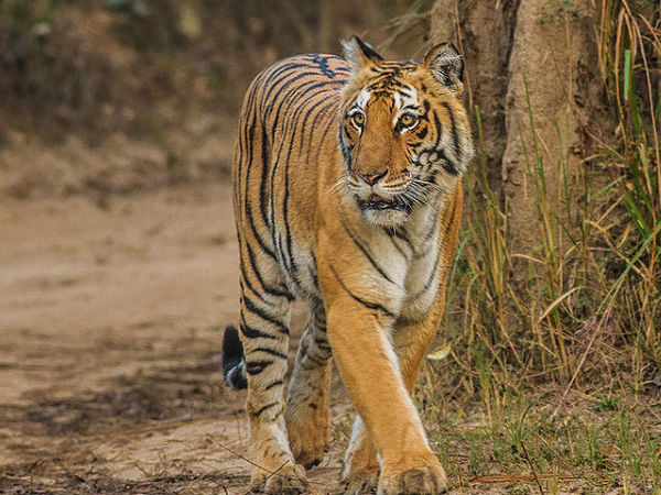জিম করবেট ন্যাশনাল পার্ক জিম করবেট ন্যাশনাল পার্ক