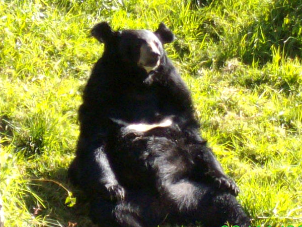 নৈনিতাল চিড়িয়াখানা নৈনিতাল চিড়িয়াখানা