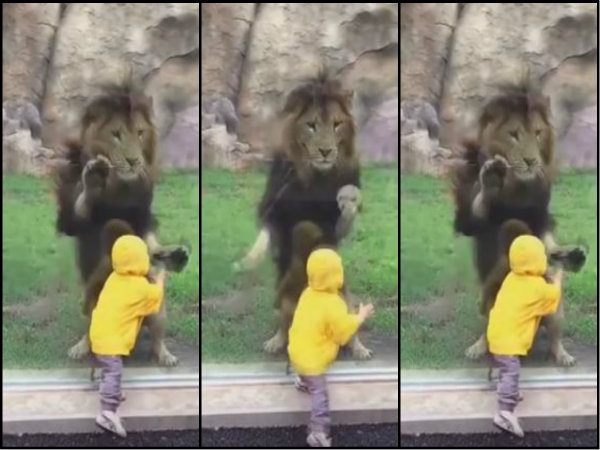 জাপানের চিড়িয়াখানায় সিংহের খপ্পরে দুধের শিশু! জাপানের চিড়িয়াখানায় সিংহের খপ্পরে দুধের শিশু!