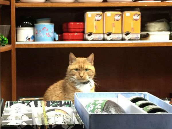 ৯ বছর ধরে সুপার মার্কেট চালাচ্ছে এই বিড়াল ! ৯ বছর ধরে সুপার মার্কেট চালাচ্ছে এই বিড়াল !