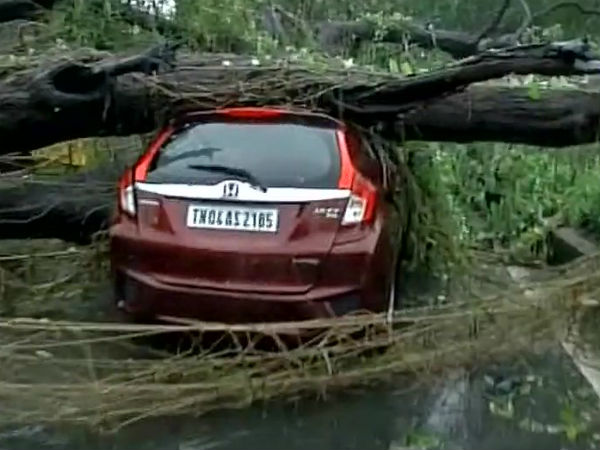 ভরদায় উপরে গেল শতাধিক গাছ ভরদায় উপরে গেল শতাধিক গাছ