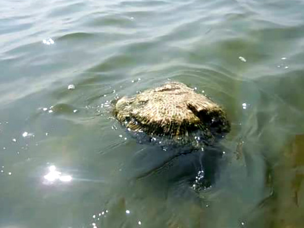 ভাসমান পাথর, তামিলনাড়ু 