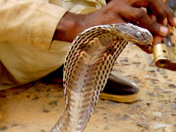 সাপের এলাকা, মহারাষ্ট্র 