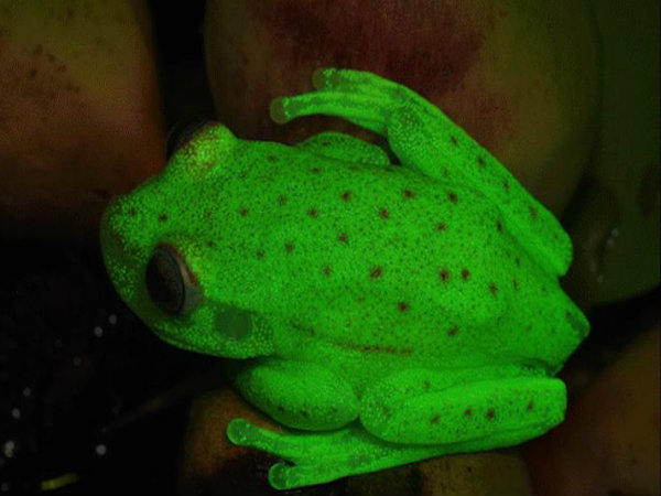 বিশ্বের প্রথম ফ্লুরেসেন্ট ব্যাঙের খোঁজ মিলল দক্ষিণ আমেরিকায় বিশ্বের প্রথম ফ্লুরেসেন্ট ব্যাঙের খোঁজ মিলল দক্ষিণ আমেরিকায়