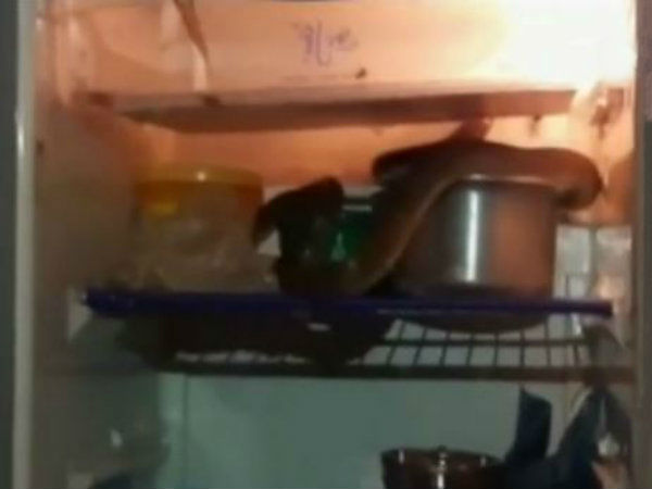 ফ্রিজের ভিতরে জ্যান্ত শঙ্খচূড়