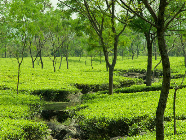 ডুয়ার্সের আনাচে-কানাচে