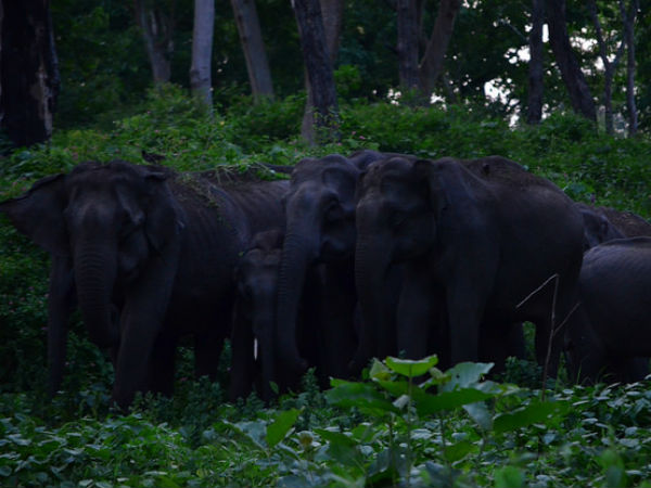 চাঁপমারি ওয়াইন্ডলাইফ