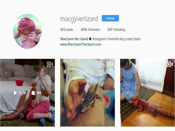 সারমেয়র চেয়ে বড় টিকিটিকি! সারমেয়র চেয়ে বড় টিকিটিকি!