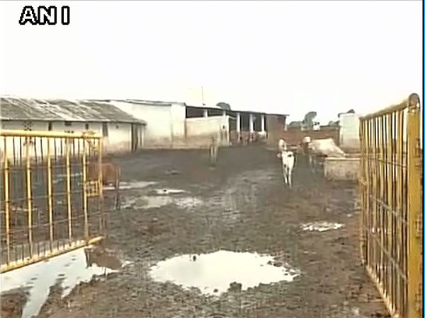 বিজেপি শাসিত এই রাজ্যে বিজেপি নেতার খাটালে অনাহারে মৃত ২০০টি গরু বিজেপি শাসিত এই রাজ্যে বিজেপি নেতার খাটালে অনাহারে মৃত ২০০টি গরু