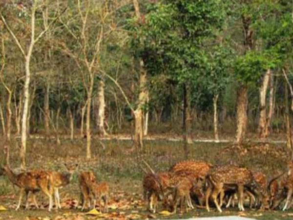 শিলিগুড়ির বেঙ্গল সাফারি পার্কেও এবার হাতি সাফারি