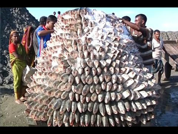 বাজার দাপাচ্ছে ইলিশ, আবহাওয়া অনুকূল থাকলে অবস্থা চলতে পারে পুজো পর্যন্ত বাজার দাপাচ্ছে ইলিশ, আবহাওয়া অনুকূল থাকলে অবস্থা চলতে পারে পুজো পর্যন্ত