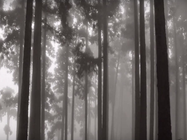 ডাও হিলের মায়াবী প্রকৃতি 