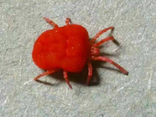 সাবধান, প্রাণ কাড়ছে মাইটস! ডেঙ্গির আতঙ্কের মাঝেই শহরে হানা নতুন উপদ্রবের