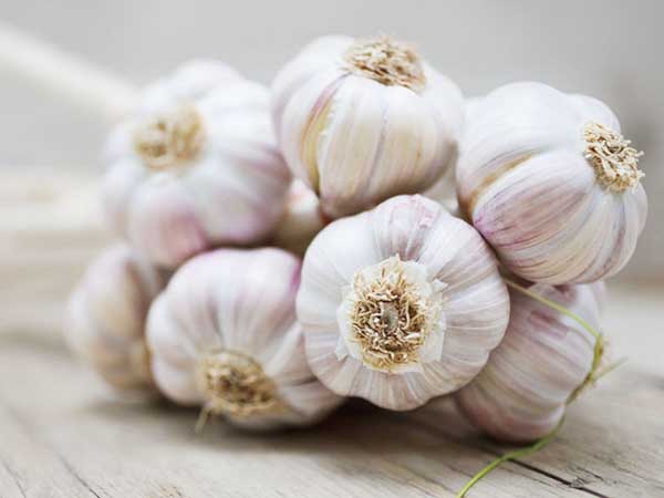 মশা-মাছি তাড়াতে