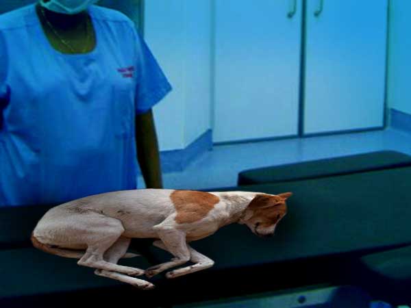 এসএসকেএম-এ কুকুরের ডায়ালিসিস কাণ্ড, তদন্তের নির্দেশ এই সংস্থার