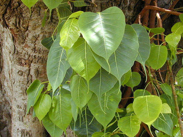 অশ্বত্থ পাতা অশ্বত্থ পাতা